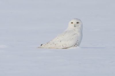 Snowy Owl716.jpg