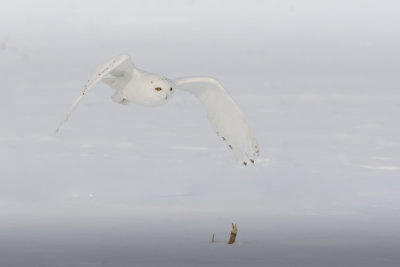 Snowy Owl726.jpg