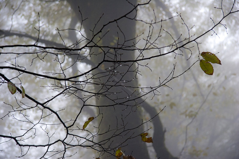 Fog in Forest