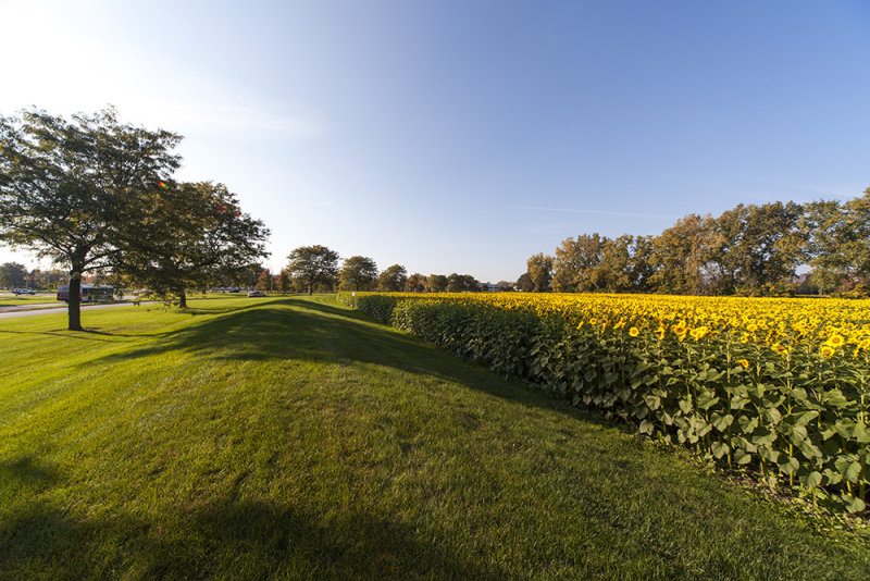 Sunflowers