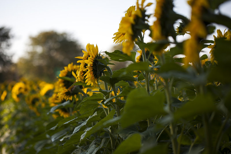 Sunflowers