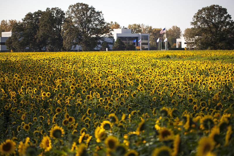 Sunflowers