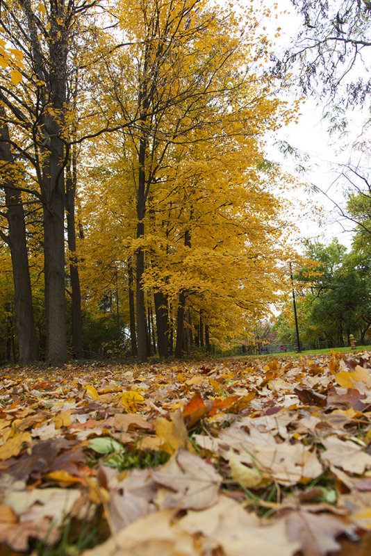 Michigan Fall