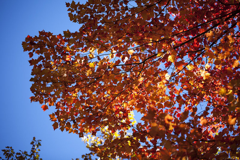 Michigan Fall