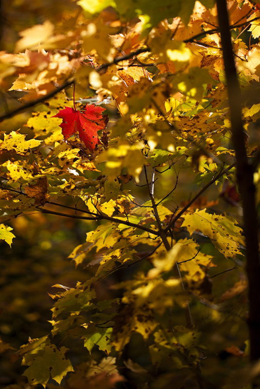 Michigan Fall