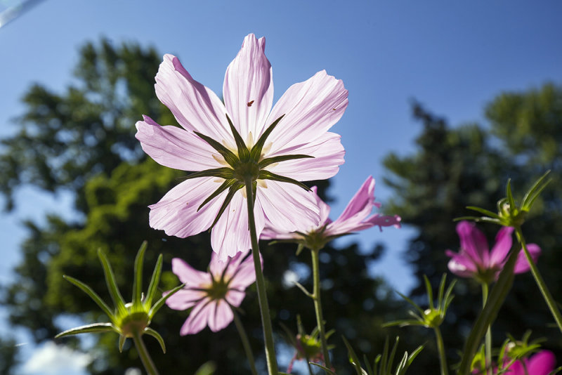 Upward Flower