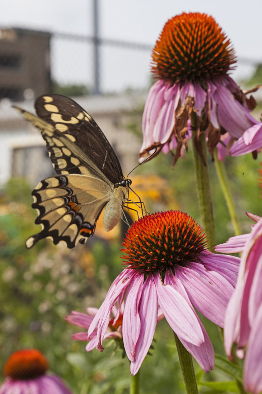 Butterfly on Cone Flower