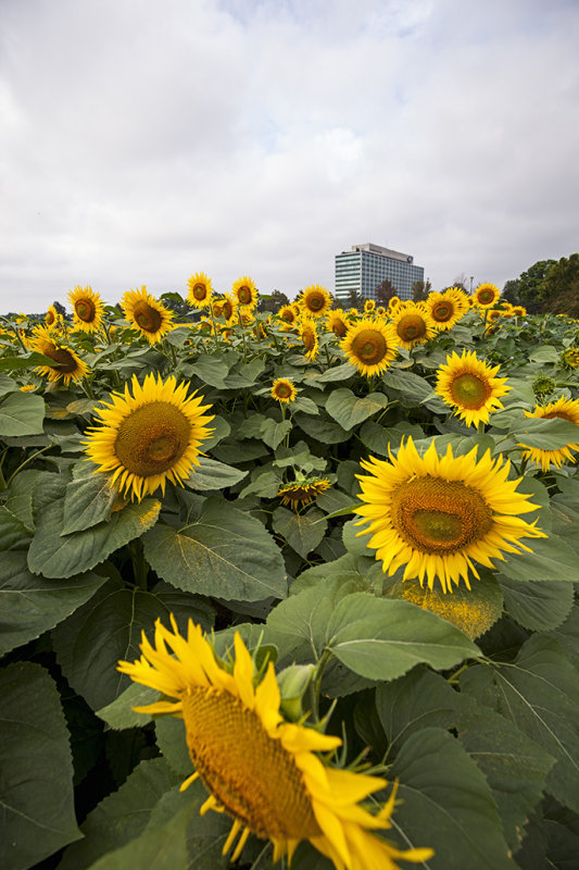 Sunflowers