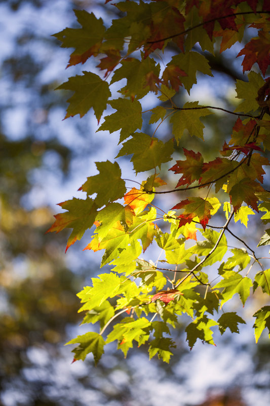 Michigan Fall