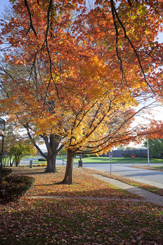Michigan Fall