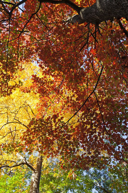 Michigan Fall