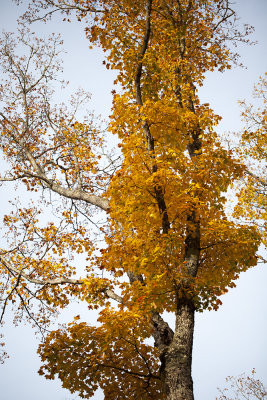 Michigan Fall