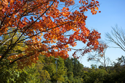 Michigan Fall