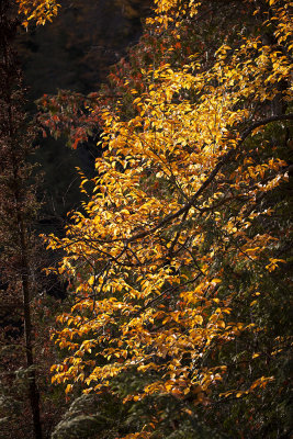 Michigan Fall