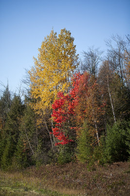 Michigan Fall