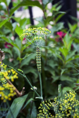 Caterpillar