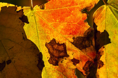 Maple Leaves in Autumn 