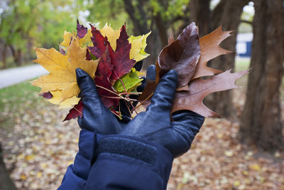 Autumn Colors