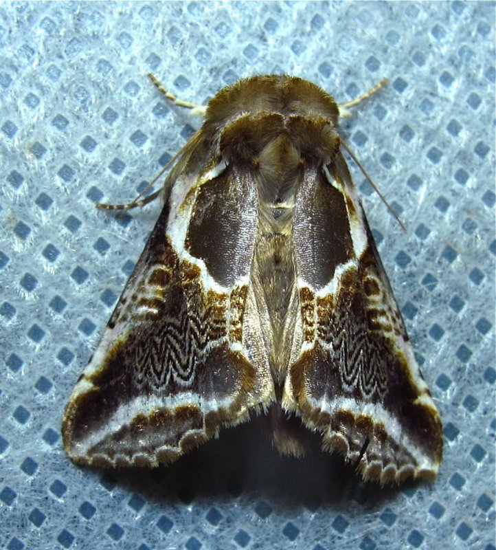Habrosyne scripta - 6235 - Lettered Habrosyne Moth