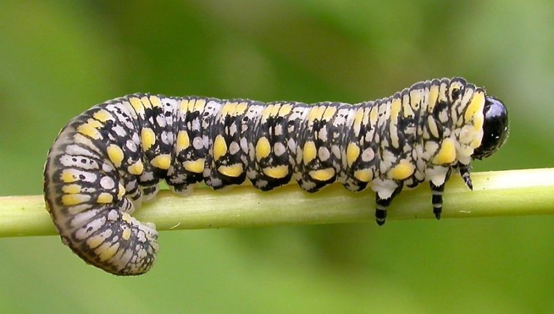 Diprion similis - sawfly larva