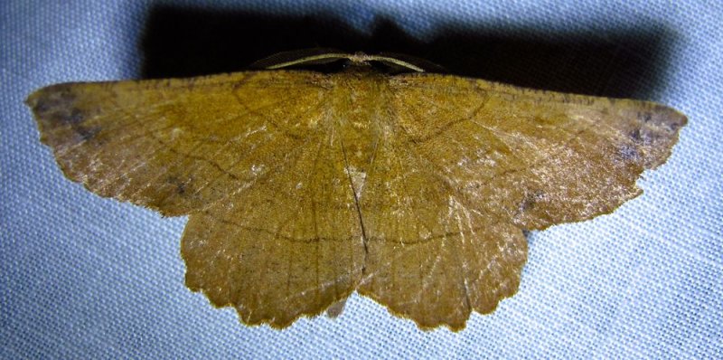 Euchlaena johnsonaria - 6729 - Johnsons Euchlaena