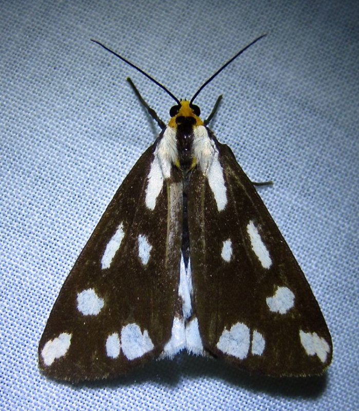 Haploa confusa -  8112 - Confused Haploa 