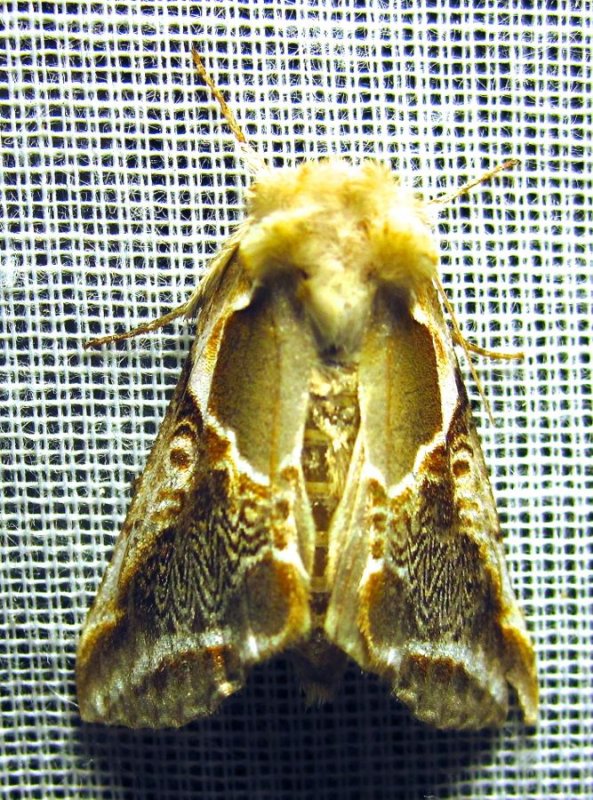 Habrosyne scripta - 6235 - Lettered Habrosyne Moth