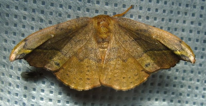 Oreta rosea - 6255 - Rose Hooktip