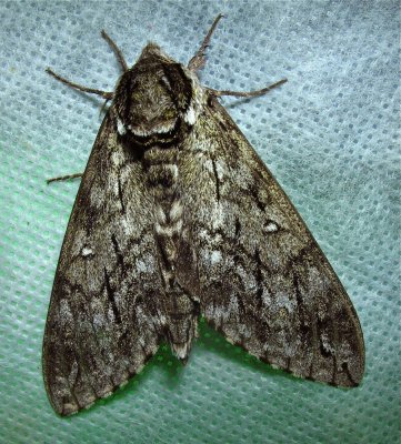 Ceratomia undulosa – 7787 - Waved Sphinx Moth