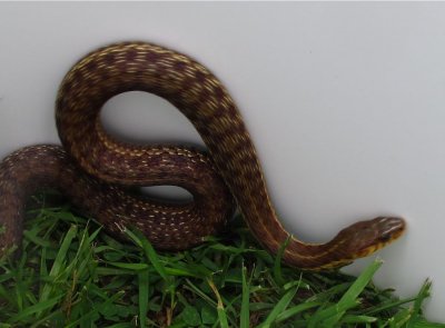 Maritime Garter Snake - Thamnophis sirtalis pallidulus