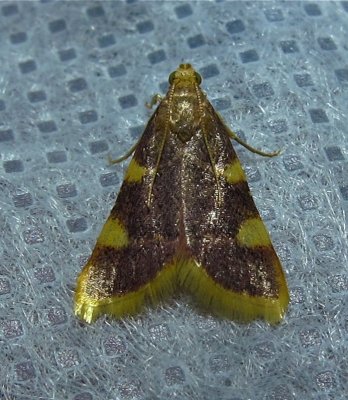 Hypsopygia costalis - 5524 – Clover Hayworm Moth