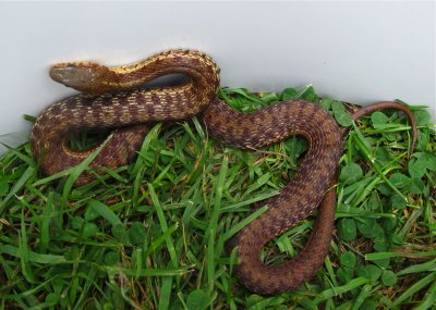 Thamnophis sirtalis pallidulus -- Maritime Garter Snake