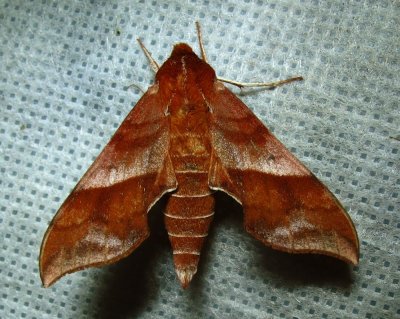 Darapsa choerilus - 7886 - Azalea Sphinx Moth