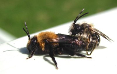 bees-mating-may-11-2015.jpg