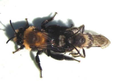 bees-mating-2-may-11-2015.jpg