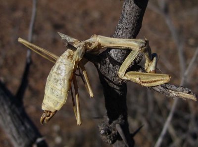 Preying Mantis - Killed by a Shrike 