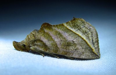 Calyptra canadensis - 8546 - Meadow Rue Owlet Moth