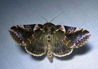 Habrosyne scripta - 6235 - Lettered Habrosyne Moth