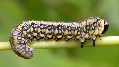 Wasp, Hornets & Sawflies