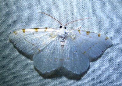 Speranza pustularia-6273 - Lesser Maple Spanworm Moth