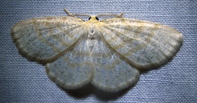 Scopula fridgidaria - 7166 - Frigid Wave Moth