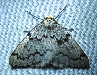 Nepytia canosaria  6906  False Hemlock Looper Moth
