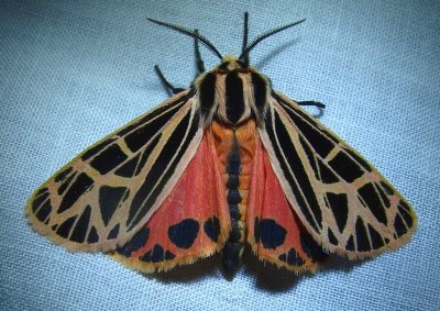 Grammia parthenice - 8196 - Parthenice Tiger Moth