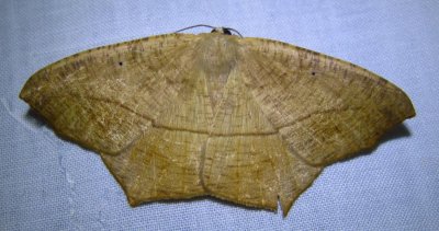 Prochoerodes lineola - 6982 - Large Maple Spanworm