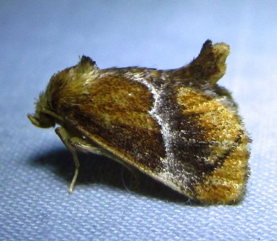 Lithacodes fasciola - 4665 - Yellow-shouldered Slug Moth