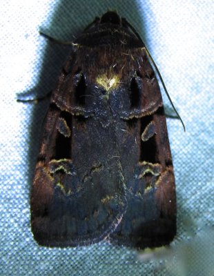 Pseudohermonassa bicarnea - 10950 - Pink-spotted Dart Moth