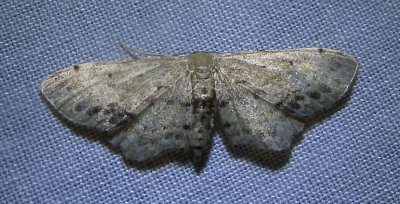 Idaea dimidiata - 7126 - Single-dotted Wave Moth