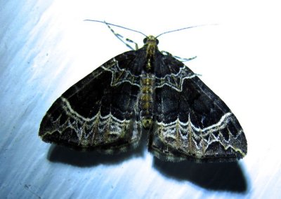 Ecliptopera silaceata - 7213 - Small Phoenix Moth