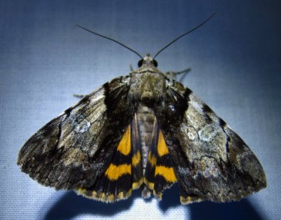 Catocala crataegi - 8858 - Hawthorn Underwing Moth