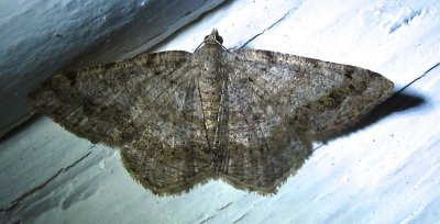 Digrammia ocellinata – 6386 - Faint-spotted Angle Moth
